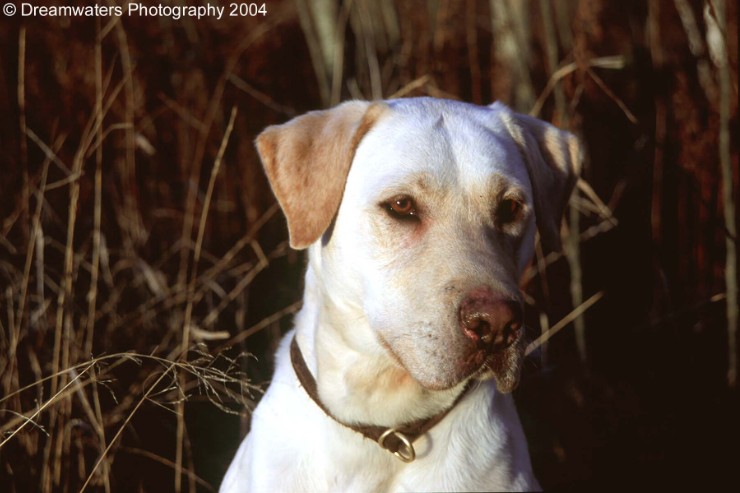 Copy Roo Shadow Portrait H1 copy.jpg